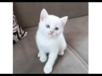 Orjinal safkan britishorthair yavrular