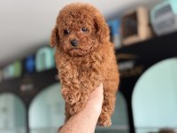 Show kalite tea cup kore poodle yavrularımız