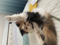 Exotic longhair 1.5 yaşında