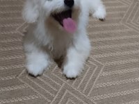 Acil maltese terrier 4 aylık