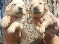 2 aylık golden retriever yavrularım