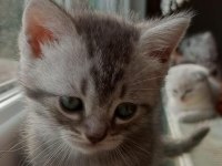 SAFKAN SCOTTİSH STRAİGHT KIZIMA YUVA ARIYORUM
