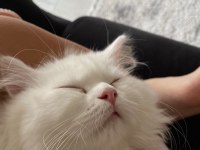 Sevimli british longhair yavru