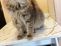TAM BİR PRENSES KEDİDİR