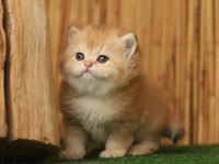 Anne Baba Şecereli Golden British Shorthair