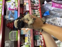Zeki tatlı pug yavrularımız