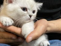 SCOTTİSH STRAİGHT KEDİMİZ YENİ YUVASINI ARIYOR