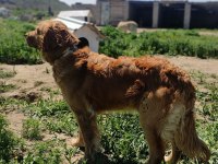 Bebek yüz golden retriever bebekler