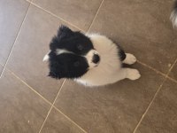 ÇOK ÖZEL BORDER COLLIE YAVRULAR