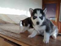 AYRANCI MAHALLESİNDEN MAVİ GÖZLÜ HUSKY YAVRULARI