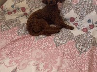 Bal kızımın poodle yavruları