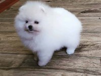 POMERANİAN BOO YAVRULARI