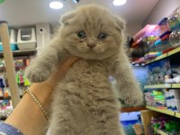 2 aylık scottish fold yavrular