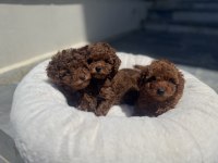 Yasal ruhsatlı çiftlikten toy poodle yavrularımız