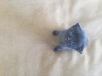 Scottish fold kırık kulak