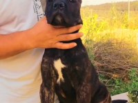 Secereleri dolu dolu yavrular cane corso