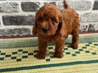 En Güzelinden Toy Poodle