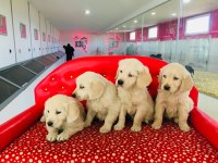 Golden Retriever Yavrularımız