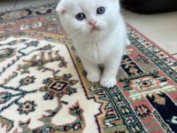 SAFKAN DUMAN BRİTİSH ERKEK