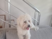 ERKEK 2.5 YAŞİNDA KÖPEĞİMİZ (UYSAL)