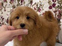 Red Dişi Maltipoo