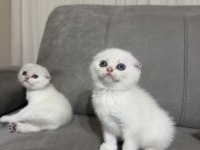 Scottish Fold Yavru