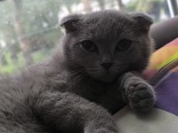 Scottish Fold Dişi 4 Aylık