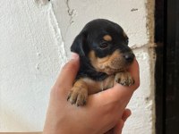 Minyatür pinscher safkan