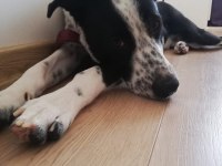 Herşeyi tam ücretsiz pointer harika köpek