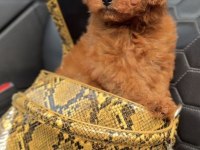 Toy Poodle Safkan