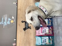 LABRADOR KÖPEĞİMİZ SÜTLAÇ İÇİN YUVA