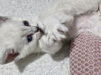 Bursa yavru british shorthair kedimiz