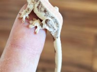 Crested Gecko Üst Kalite