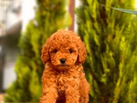 Red Toy Poodle Yavrular