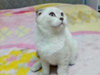 Sıfır kulak scottish fold