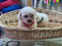 Orjinal bichon FRİSE yavrularımız