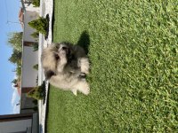 Pomerian ve Maltese yavrular