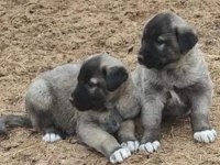 YURT DIŞI YURT İÇİ HER YERE KANGAL GÖNDERİM SAĞLANIR