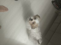4 aylık erkek köpeğimiz pede wc eğitimi var