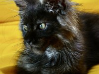 Kalitenin Adresi Big Claw Maine Coon