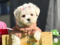 Tea Cup Kar Beyaz Maltese Terrier Yavrular