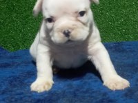 French bulldog yavrular ırk sağlık garantili