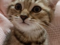 Scottish fold kırık kulak