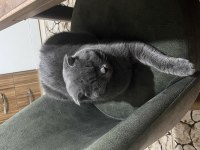 Gece british shorthair