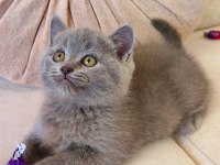 GRİ LİLAC DİŞİ ERKEK YAVRU KEDİLER