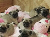 Gelip Canlı Görebileceğiniz Pug Yavrularımız