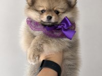 Pomeranian Teddy Bears