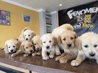 BABY FACE GOLDEN RETRIEWER YAVRULARI SAFKAN BELGELİ ANKARA