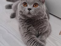 Safkan British Shorthair