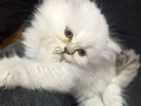 Dişi 2 aylık British longhair